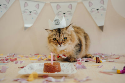 Cat Theme Birthday Party: Creative Ideas for a Purr-fect Celebration